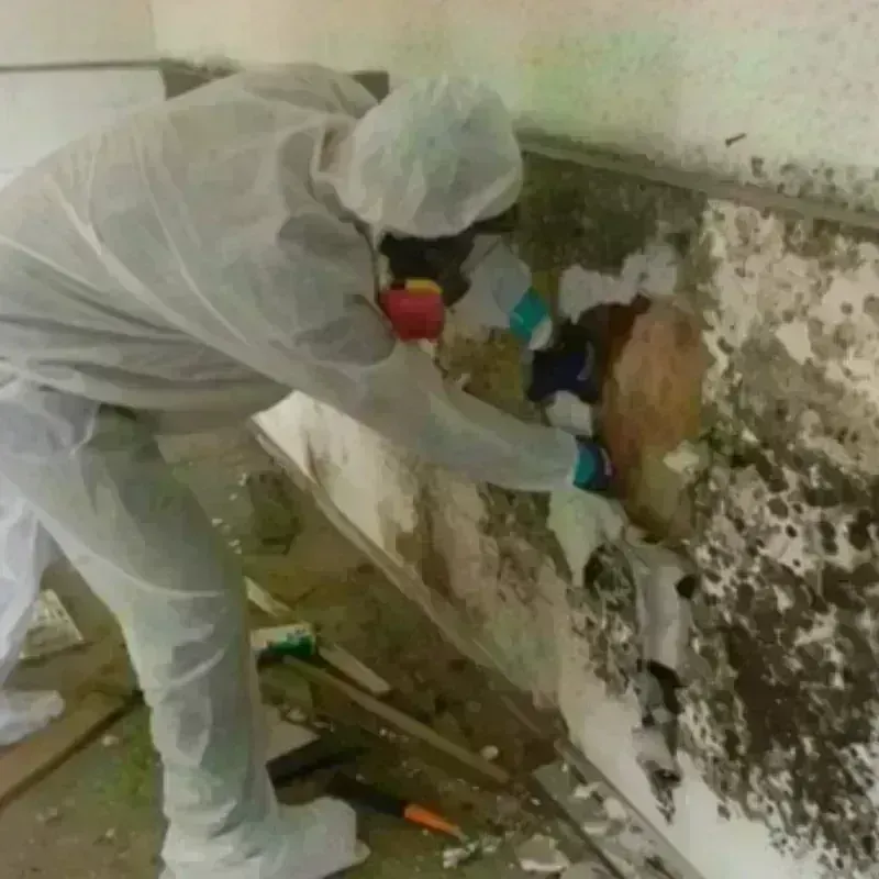 Mold Remediation and Removal in Mason, TX